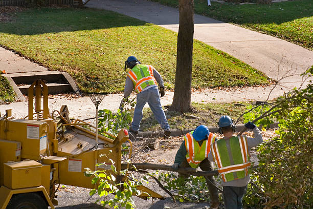 Best Residential Tree Removal  in Elgin, OK